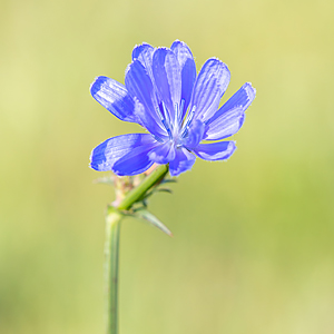 Flora